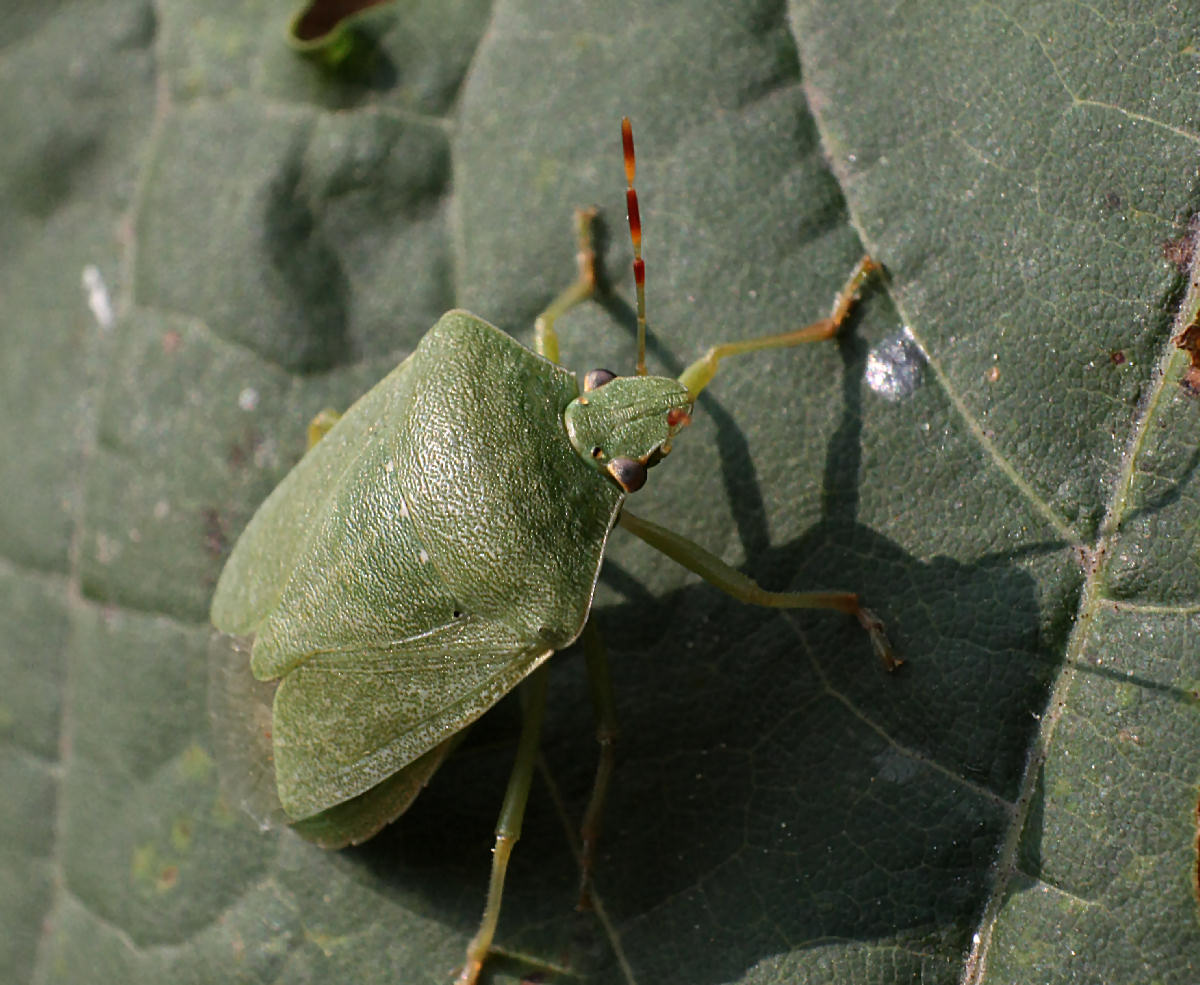 Pentatomidae: Nezara viridula della Lombardia (MB)